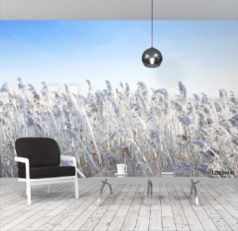 Picture of Reeds by the wind in winter Frost dry grass over sky
